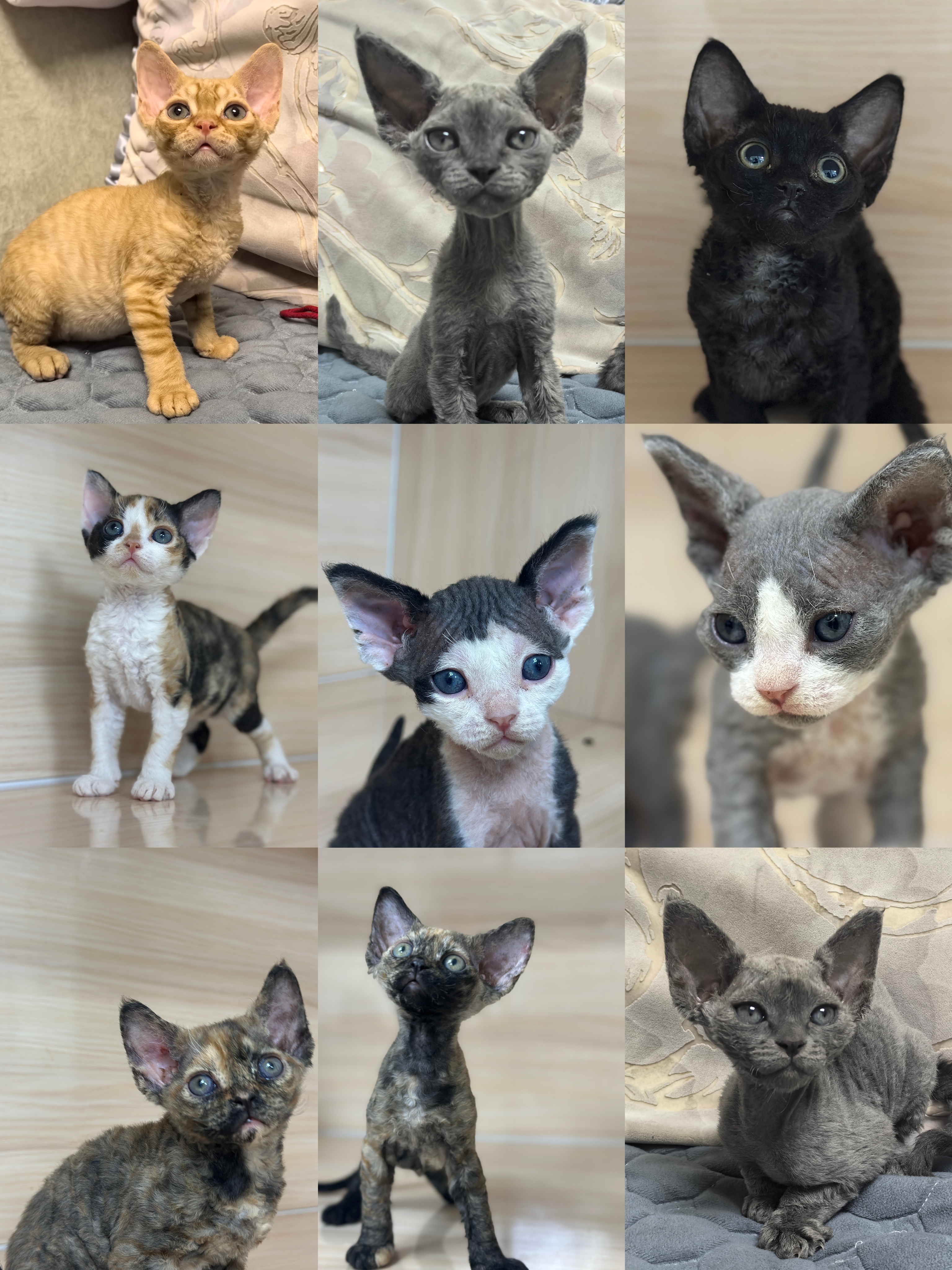 德文卷毛猫一共九只，弟弟妹妹都有！喜欢的可以私聊！